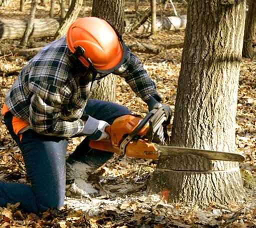 Tree Removal in Charlotte, IA